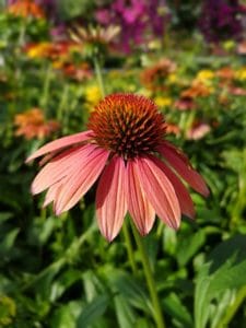 Your Wellness Centre Naturopathy Echinacea Purple Cornflower