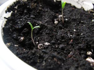 Seed and Soil - Your Wellness Centre Naturopathy - Cancer
