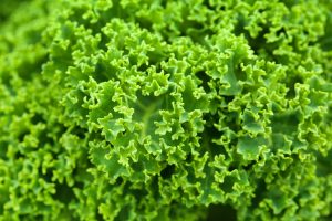 Herb Kale - Your Wellness Centre