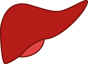 liver - Your Wellness Centre Naturopathy
