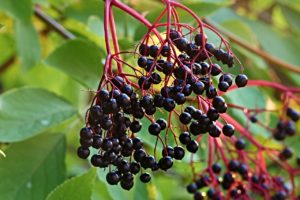 Elderberry - Your Wellness Centre Naturopathy